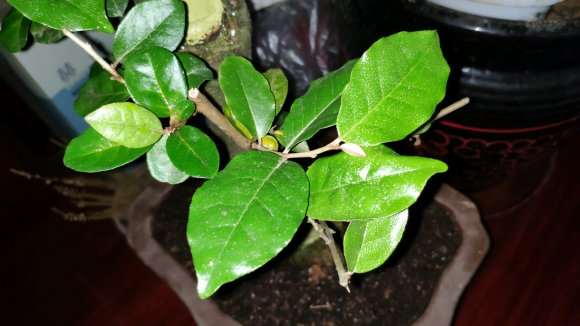 这个是胡秃子下山桩吗