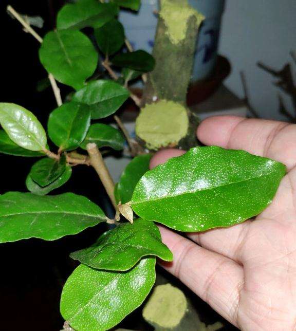 这个是胡秃子下山桩吗