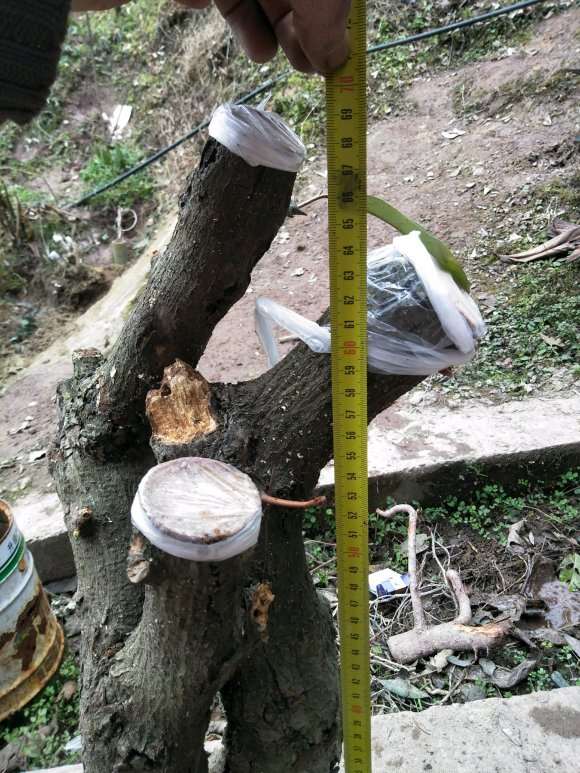 胡秃子下山桩1个月 