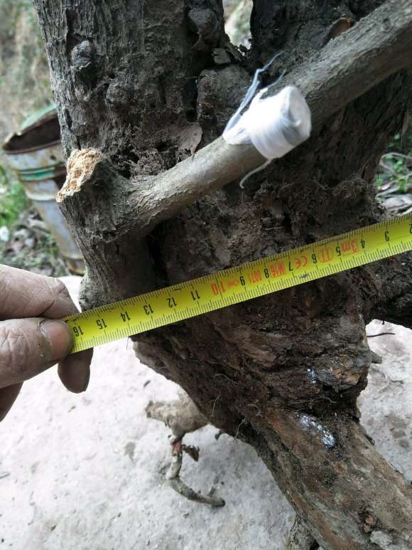 胡秃子下山桩1个月 