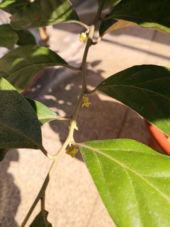 云南胡秃子下山桩开花了