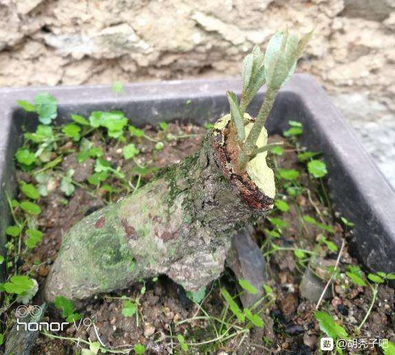 胡秃子下山桩在冬天落叶吗