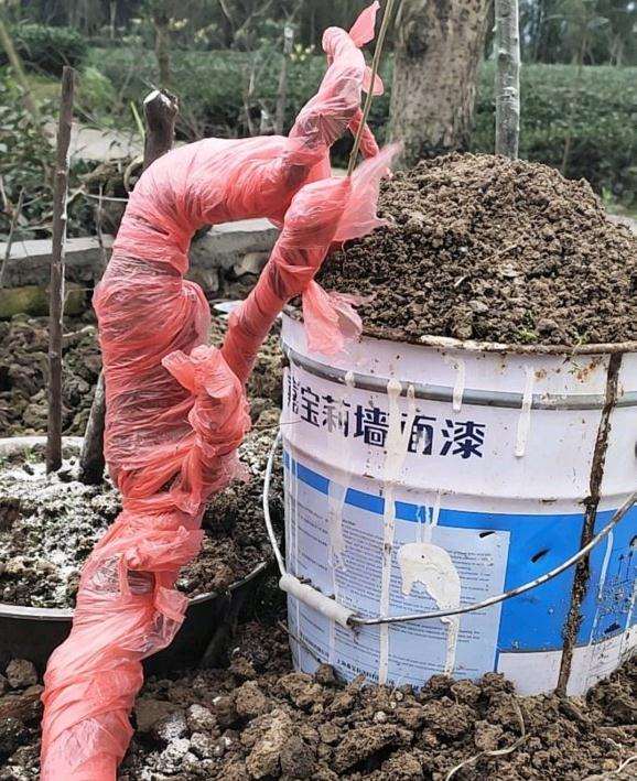 胡秃子下山桩套膜后