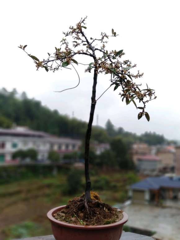 胡秃子下山桩光照充足