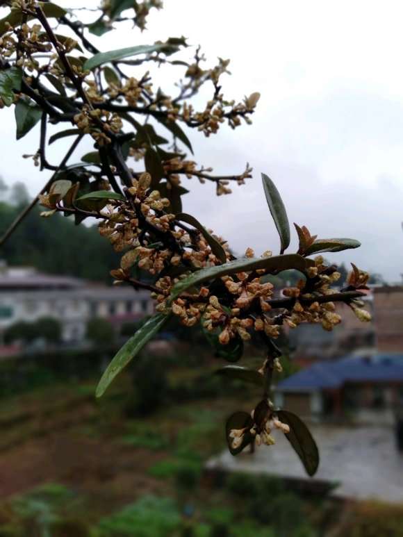 胡秃子下山桩光照充足