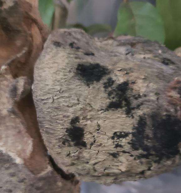 胡秃子下山桩 黑黑的像黑灰一样 图片