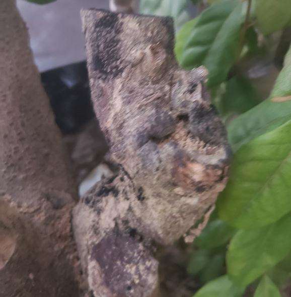 胡秃子下山桩 黑黑的像黑灰一样 图片