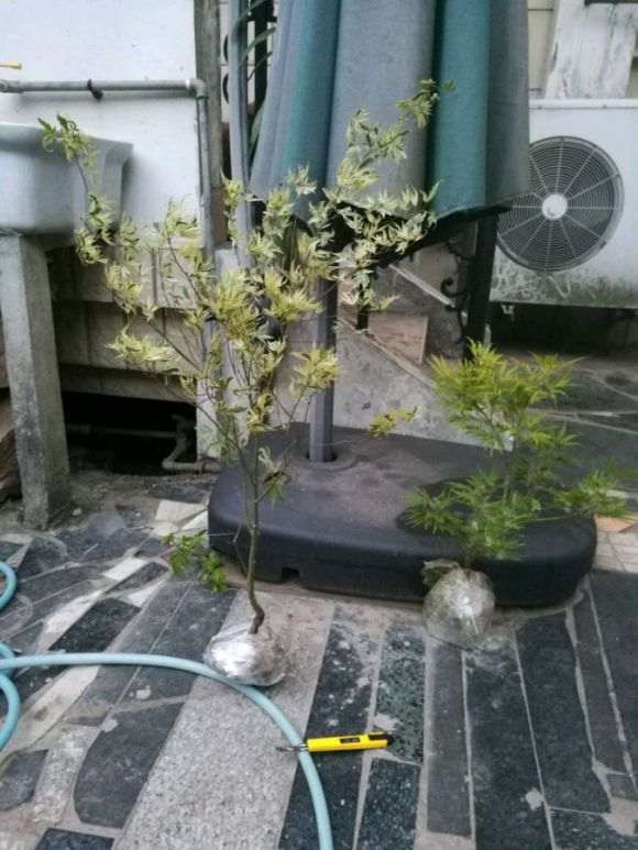 槭树下山桩的叶子干掉了