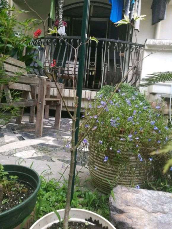 槭树下山桩的叶子干掉了