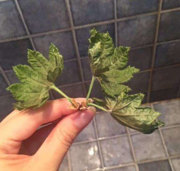 槭树下山桩的叶子干掉了