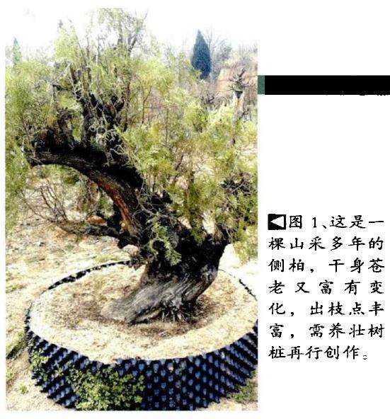 侧柏盆景《秋山问道》的创作过程