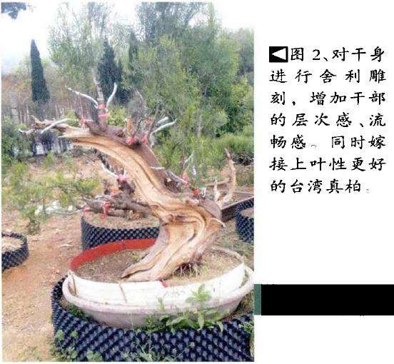 侧柏盆景《秋山问道》的创作过程