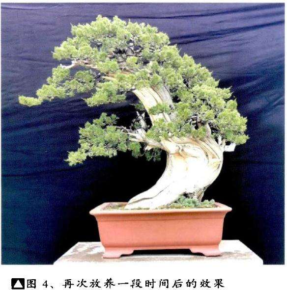 侧柏盆景《秋山问道》的创作过程