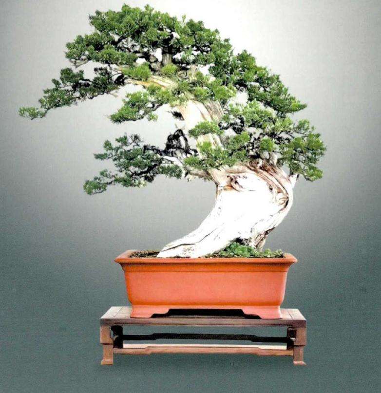 侧柏盆景《秋山问道》的创作过程