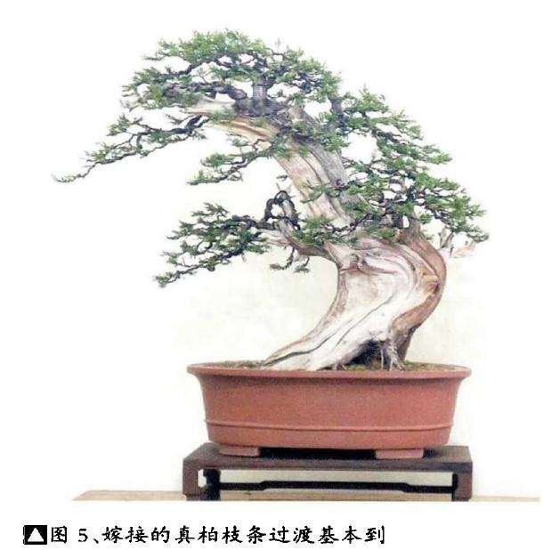 侧柏盆景《秋山问道》的创作过程