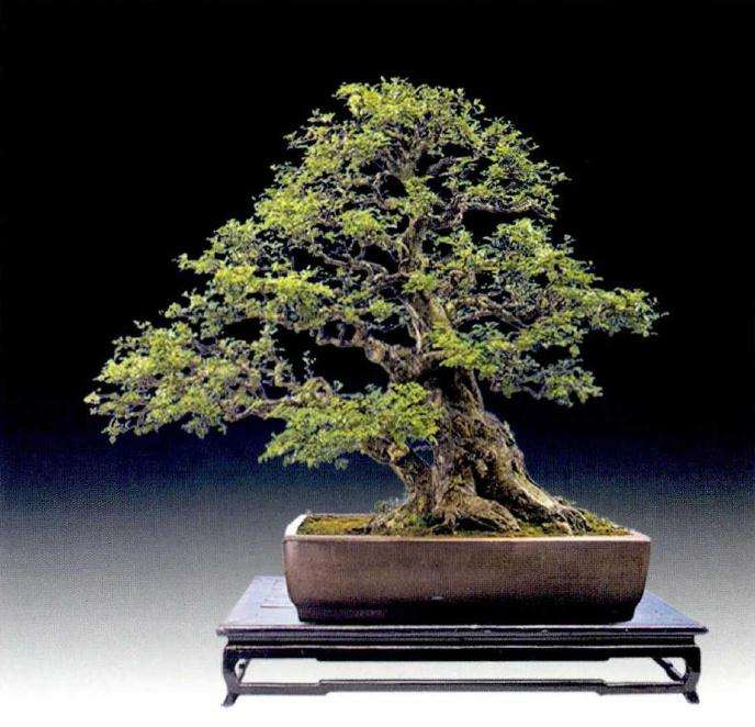 为什么对节白蜡契合了现代盆景人