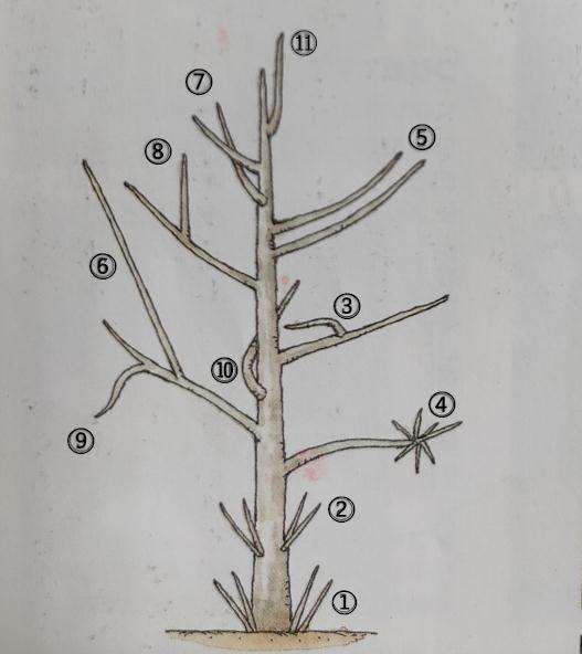 槭树盆景在冬季修剪的方法