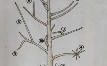 槭树盆景在冬季修剪的方法 图片
