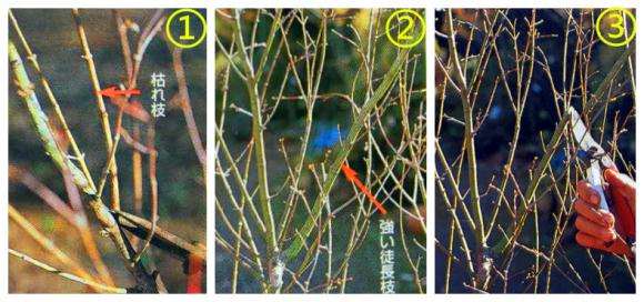 冬季槭树盆景怎么修剪剪枝的方法