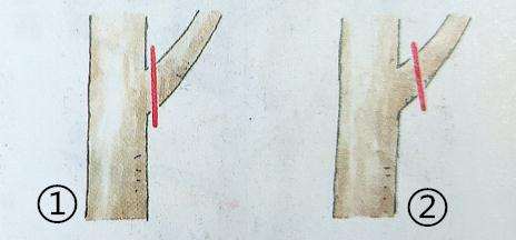 槭树盆景树枝怎么修剪的手法