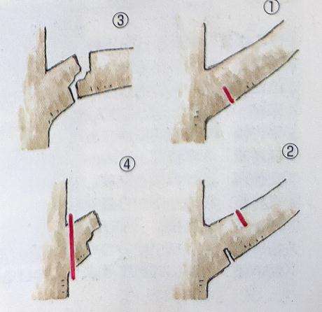 槭树盆景树枝怎么修剪的手法
