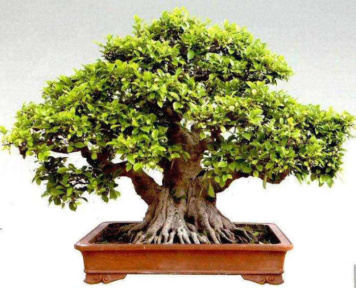 2020年 广西第二届盆景展在平南开幕