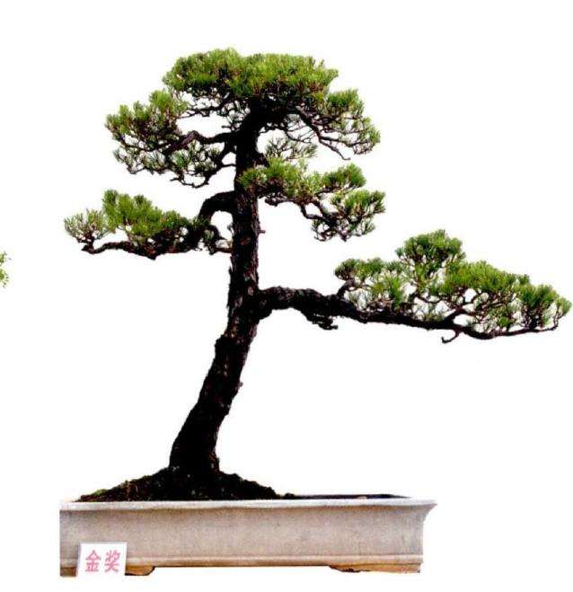 2020年 广西第二届盆景展在平南开幕