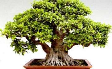 2020年 广西第二届盆景展在平南开幕