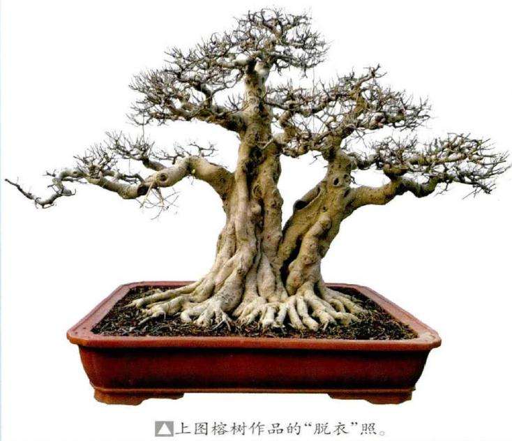 制作盆景怎么给冠造型的4个方法