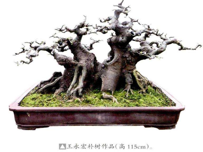 制作盆景怎么给冠造型的4个方法