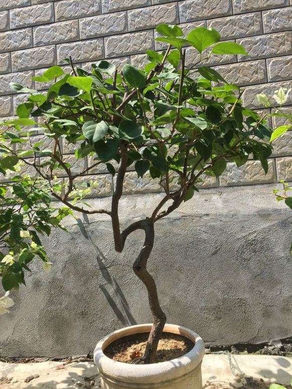 老桩腊梅盆景 8年功夫 可以吗 图片