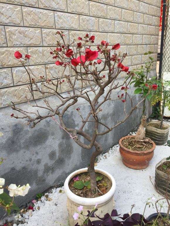 老桩腊梅盆景 8年功夫 可以吗 图片