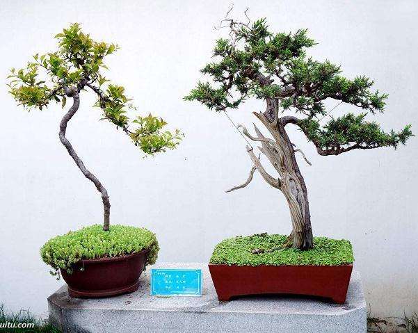 盆景浇水如何掌握不干不浇 浇则浇透的原则