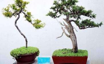 2020年 第六届玩文素盆景的雅聚活动 图片