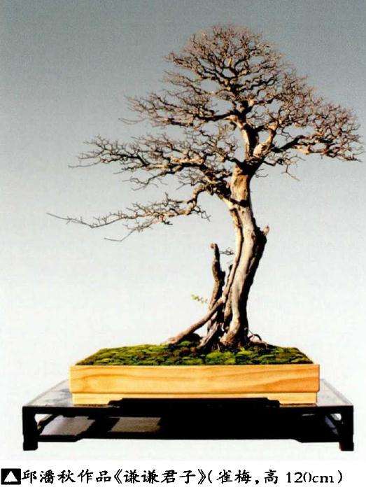 雀梅盆景怎么配置土壤的