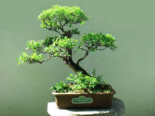 雀梅盆景育桩阶段的水分重点怎么把握