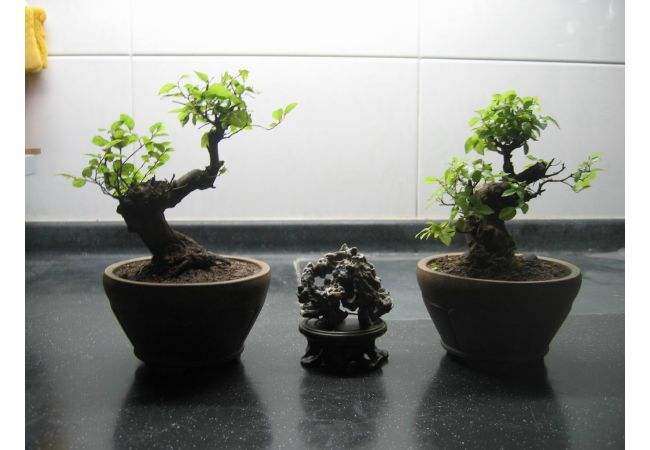 雀梅盆景育桩阶段的水分重点怎么把握