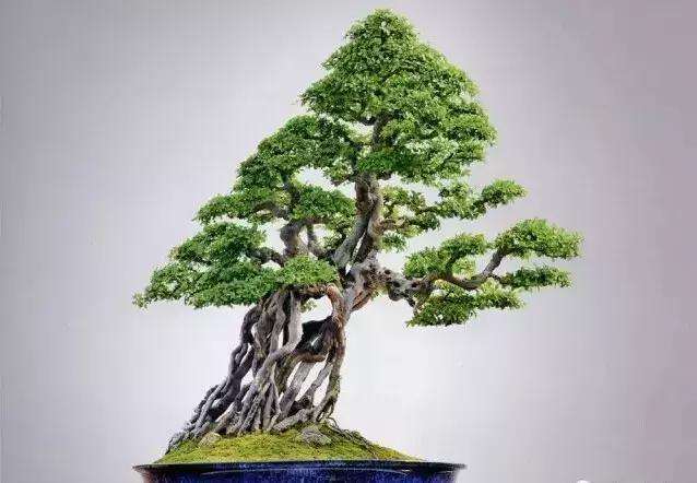 雀梅盆景育桩阶段怎么施肥