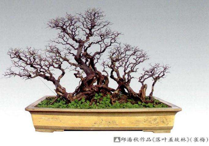 雀梅盆景育桩阶段怎么修剪