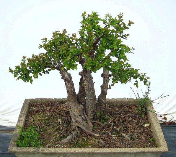 雀梅盆景造型培育阶段怎么修剪