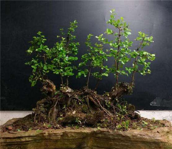 雀梅盆景育桩阶段怎么换盆