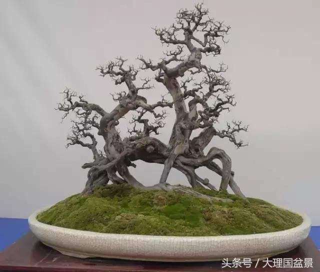 雀梅盆景造型培育阶段怎么换盆