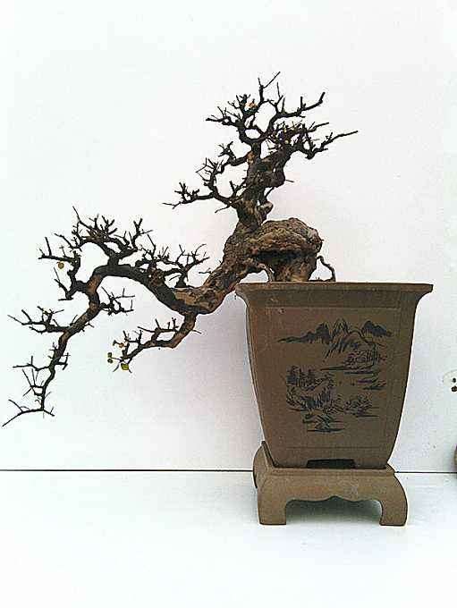 雀梅盆景成型后怎么换盆