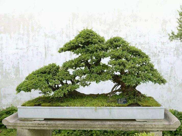 雀梅盆景育桩阶段怎么防治病虫害