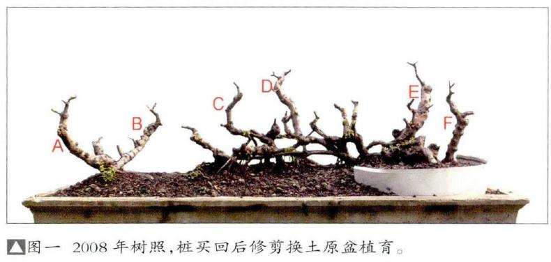 图解 雀梅盆景怎么丛林分拼植与连体的方法