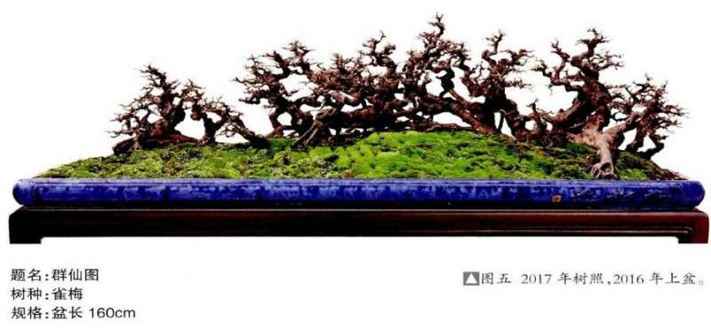 图解 雀梅盆景怎么丛林分拼植与连体的方法