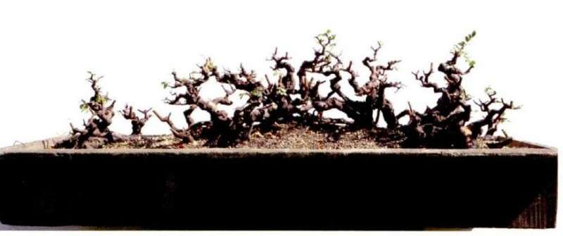 图解 雀梅盆景怎么丛林分拼植与连体的方法