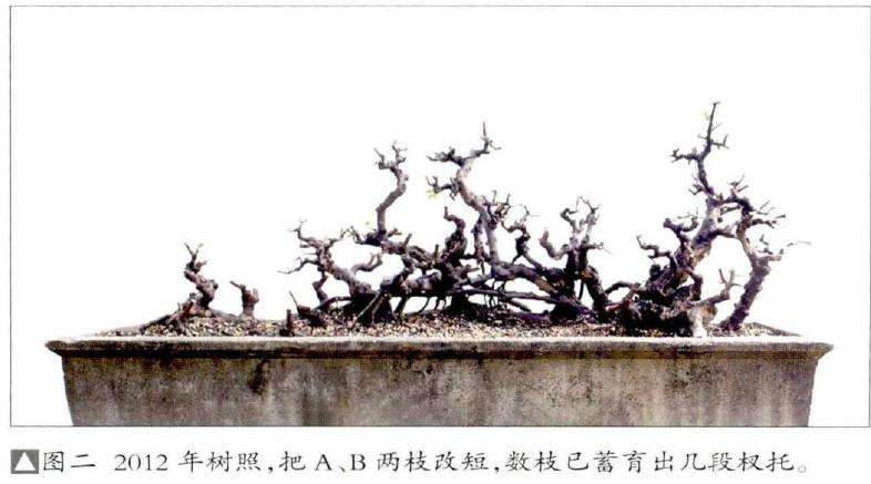 图解 雀梅盆景怎么丛林分拼植与连体的方法
