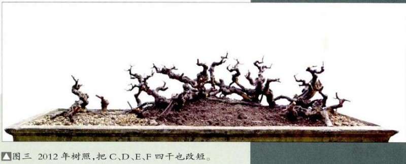 图解 雀梅盆景怎么丛林分拼植与连体的方法