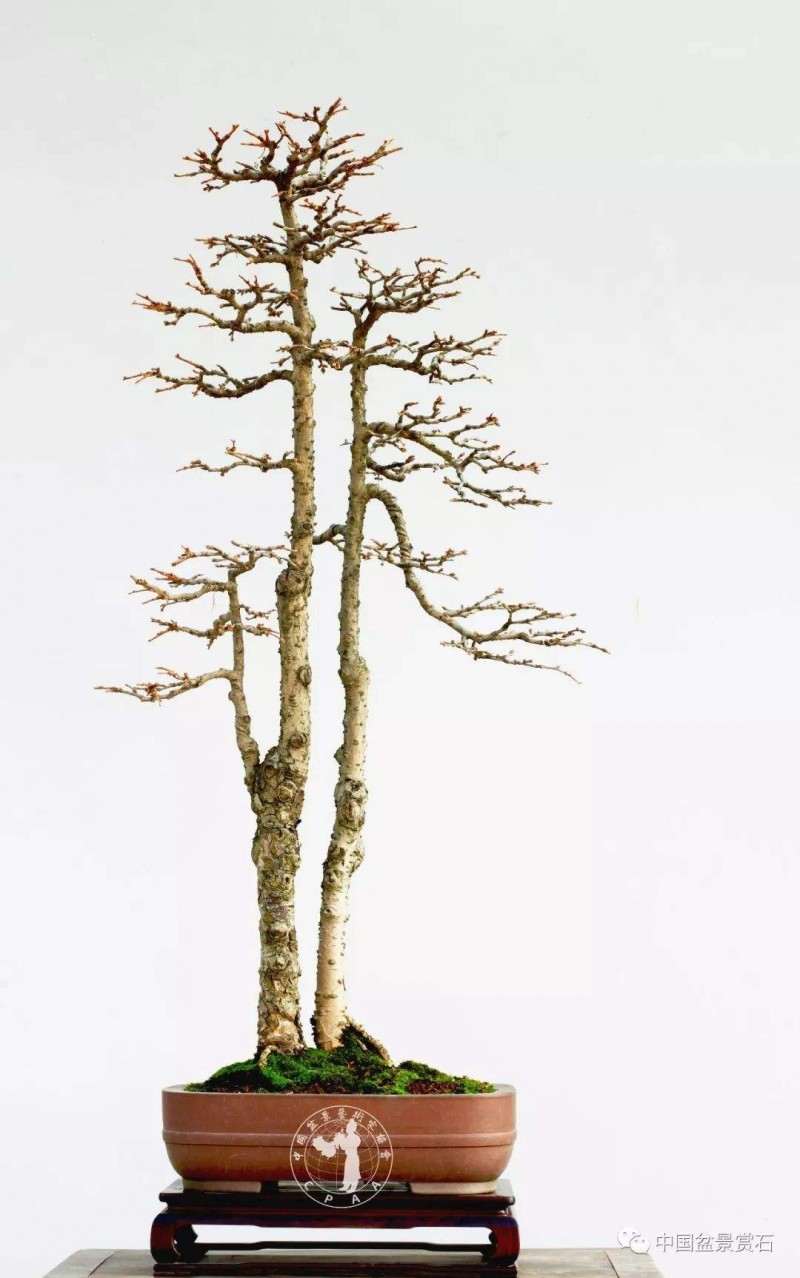 文人树 文人盆景与文人画有什么关系